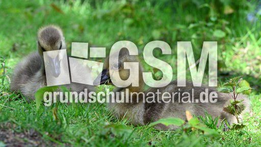 Kanadagansküken (17).jpg